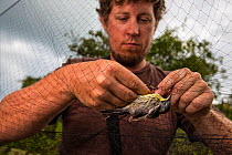 Scientist Nathan Cooper detangles and endangered Kirtland&#39;s Warbler (Setophaga kirtlandii) from the mist net. This bird was caught for tagging during research into migration and behaviour. Cat Isl...