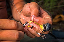 Scientist Nathan Cooper puts a nano-tag on a Kirtland&#39;s warbler (Setophaga kirtlandii) Cat Island, Bahamas. April 2017.