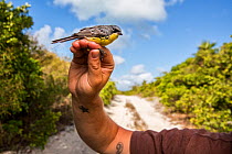Scientist Nathan Cooper at the Smithsonian Migratory Bird Center holding Kirtland&#39;s warbler (Setophaga kirtlandii) during tagging study. CAt Island, Bahamas. April 2017.