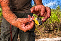 Scientist Nathan Cooper detangles an endangered Kirtland&#39;s Warbler (Setophaga kirtlandii) from the mist net. This bird was caught for tagging during research into migration and behaviour. Cat Isla...