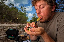 Scientist Nathan Cooper blowing feathers out of the way while measuring the size of the pectoral muscle of a Kirkland&#39;s Warbler (Setophaga kirtlandii) during research. Cat Island, Bahamas. April 2...