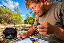 Scientist Nathan Cooper writing down data after he weighs and measures a Kirtland&#39;s warbler (Setophaga kirtlandii) Cat Island, Bahamas, April 2017.