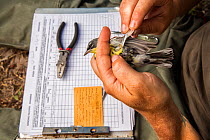 Scientist Nathan Cooper adjusting nano-tag that is being put on a Kirtland&#39;s warbler (Setophaga kirtlandii) Cat Island, Bahamas, April 2017.