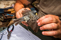 Scientist Nathan Cooper adjusting nano-tag put on a Kirtland&#39;s warbler (Setophaga kirtlandii) Cat Island, Bahamas, April 2017.