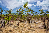 Mangrove beds on the West side of Cat Island, Bahamas.