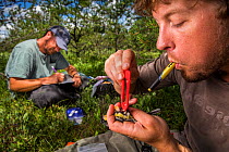 Biologist Nathan Cooper taking measurements from male Kirtland&#39;s warbler (Setophaga kirtlandii) before replacing previous nano tag with a new one.Michigan, USA. July 2017.