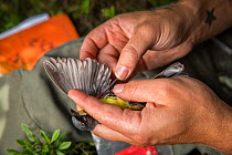 Biologist Nathan Cooper holding male Kirtland&#39;s warbler (Setophaga kirtlandii) before replacing previous nano tag with a new one. Michigan, USA. July 2017.