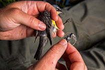 Scientist Nathan Cooper refiting a male Kirtland&#39;s warbler (Setophaga kirtlandii) with a new nano tag, Michigan, USA, July.