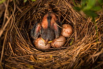 Kirtland&#39;s warbler (Setophaga kirtlandii) chick sitting on three failed eggs. Michigan, USA, July 2017.