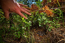 Researcher pulls back the undergrowth to reveal the ground nest of a Kirtland&#39;s warbler (Setophaga kirtlandii) family, Michigan, USA, July 2017.