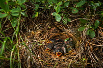 Kirtland&#39;s warbler (Setophaga kirtlandii) nest, Michigan, USA, July.