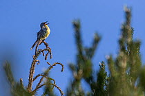 Kirtland&#39;s warbler (Setophaga kirtlandii) male singing perched in Jack pine near nest. Michigan, USA, July.