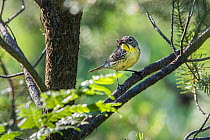 Kirtland&#39;s warbler (Setophaga kirtlandii) female in Jack pine habitat bringing food to her nest, Michigan, USA, July.