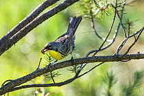 Kirtland&#39;s warbler (Setophaga kirtlandii) male with nano tag, sitting on Jack pine collecting prey for young.