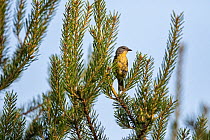 Kirtland&#39;s warbler (Setophaga kirtlandii) sitting in tree in Jack Pine habitat. Michigan, USA. July.