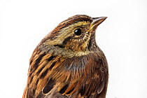 Portrait of a Swamp sparrow (Melospiza georgiana) with white background,  Block island, Rhode Island, USA. Bird caught during scientific research.