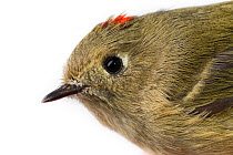 Portrait of a Ruby-crowned kinglet (Regulus calendula) with white background,  Block island, Rhode Island, USA. Bird caught during scientific research.