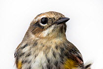 Portrait of a Myrtle warbler, (Dendroica coronata coronata) with white background,  Block island, Rhode Island, USA. Bird caught during scientific research.
