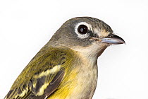 Portrait of a Blue-headed vireo, (Vireo solitarius) with white background,  Block island, Rhode Island, USA. Bird caught during scientific research.