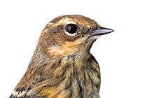 Portrait of a Myrtle warbler (Dendroica coronata coronata) with white background,  Block island, Rhode Island, USA. Bird caught during scientific research.