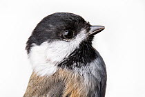 Portrait of a Black-capped chickadee, (Poecile atricapillus) with white background,  Block island, Rhode Island, USA. Bird caught during scientific research.