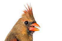 Portrait of a Northern cardinal (Cardinalis cardinalis) female with white background,  Block island, Rhode Island, USA. Bird caught during scientific research.