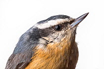 Portrait of a Red-breasted nuthatch, (Sitta canadensis) with white background,  Block island, Rhode Island, USA. Bird caught during scientific research.