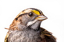 Portrait of a White-throated sparrow, (Zonotrichia albicollis) with white background,  Block island, Rhode Island, USA. Bird caught during scientific research.