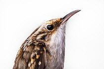 Portrait of a Brown creeper, (Certhia americana) with white background,  Block island, Rhode Island, USA. Bird caught during scientific research.