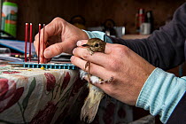 Biologist taking blood samples from Hermit thrush (Catharus guttatus) for scientific study looking at antioxidant capacity in blood and oxidative damage caused during migration.  Block island, Rhode I...