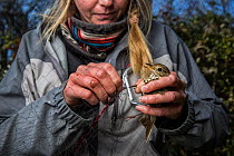 Research study assistant helping release a Hermit thrush (Catharus guttatus) from a mist net. The Thrush might be a possible cohort individual for a study on fat gain and antioxidants in diet before m...