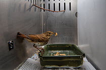 Hermit thrush (Catharus guttatus) captive during scientific study, with a wax worm. This bird is part of a study about weight gain, diet and condition prior to migration. Once the thrush has reached i...