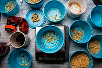 Wax worms are portioned out by weight as biologist studying Hermit thrush (Catharus guttatus). The food is weighed out to test how much food it takes for the birds to fatten adequately before migratio...
