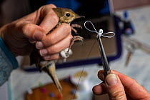 Biologist about to harness Hermit thrush (Catharus guttatus) with nano-transmitter.  Block island, Rhode Island, USA.