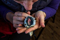 Biologist blowing on the breast of a Hermit thrush (Catharus guttatus) in order to separate feathers to see how much fat the bird has gained. Fat gain is important for migratory birds as they use a lo...