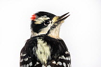 Portrait of a Downy woodpecker (Picoides pubescens) with white background,  Block island, Rhode Island, USA. Bird caught during scientific research.