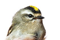 Portrait of a Golden-crowned kinglet (Regulus satrapa) with white background,  Block island, Rhode Island, USA. Bird caught during scientific research.