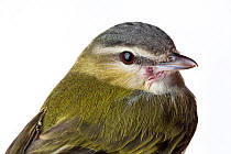 Portrait of a Red-eyed vireo (Vireo olivaceus) with white background,  Block island, Rhode Island, USA. Bird caught during scientific research.