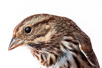 Portrait of a Song sparrow (Melospiza melodia) with white background,  Block island, Rhode Island, USA. Bird caught during scientific research.
