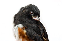 Portrait of a Eastern towhee (Pipilo erythrophthalmus) with white background,  Block island, Rhode Island, USA. Bird caught during scientific research.
