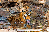 Bengal tiger (Panthera tigris tigris), resting and drinking in a waterhole, Ranthambore National Park, Rajasthan, India.