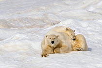 Polar bear (Ursus maritimus) female with young, age one year and a half, resting on the ice, Wrangel island, Far East Russia.