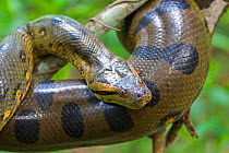 Common anaconda (Eunectes murinus) Amazonas, Brazil.