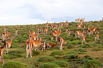 Guanaco (Lama guanicoe) herd, Torres del Paine National Park