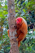 Bald uakari (Cacajao calvus) Amazonas, Brazil.