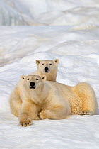 Polar bear (Ursus maritimus) female with juvenile, age one year and a half, Wrangel Island, Russia.