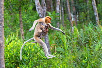 Proboscis monkey (Nasalis larvatus) adult female leaping with baby, Sabah, Borneo.
