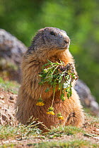 Alpine marmot (Marmota marmota) eating Dandelion, Alpes de Hautes Provence France.