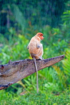 Proboscis monkey  (Nasalis larvatus) in the rain, Sabah, Borneo.