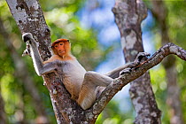 Proboscis monkey  (Nasalis larvatus) female relaxing in tree,  Sabah, Borneo.